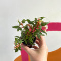Begonia tripartita - Welsh Grown - Sprouts of Bristol