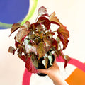 Begonia 'Two Face' - Welsh Grown - Sprouts of Bristol