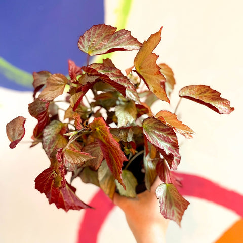 Begonia 'Two Face' - Welsh Grown - Sprouts of Bristol