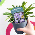 Bellflower - Campanula persicifolia 'Takion Blue' - British Grown Perennial - Sprouts of Bristol