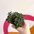 Belly Button Peperomia - Peperomia verticillata 'Red Log' - Sprouts of Bristol