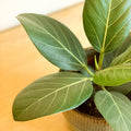 Bengal Fig - Ficus bengalensis - Sprouts of Bristol