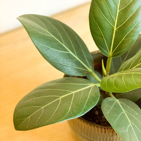 Bengal Fig - Ficus bengalensis - Sprouts of Bristol
