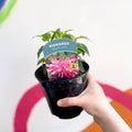 Bergamot - Monarda didyma 'Balmy Pink' - British Grown Perennial - Sprouts of Bristol