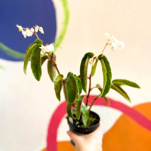 Bergonia cornitepala - Welsh Grown - Sprouts of Bristol
