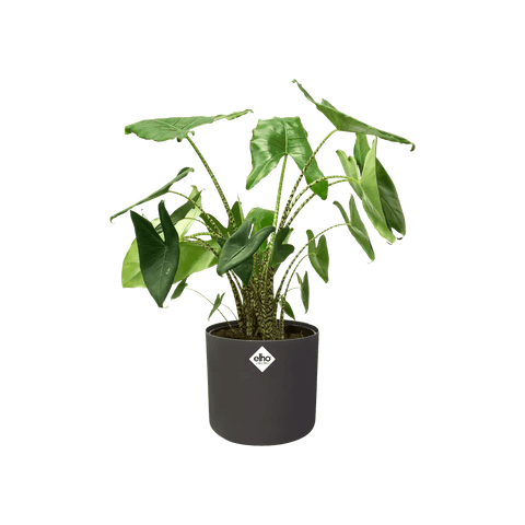 B.For Soft Round Pot - Sprouts of Bristol