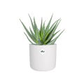 B.For Soft Round Pot - Sprouts of Bristol