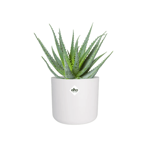 B.For Soft Round Pot - Sprouts of Bristol