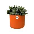 B.For Soft Round Pot - Sprouts of Bristol