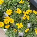 Bidens ferulifolia 'Eldorado' - Sprouts of Bristol