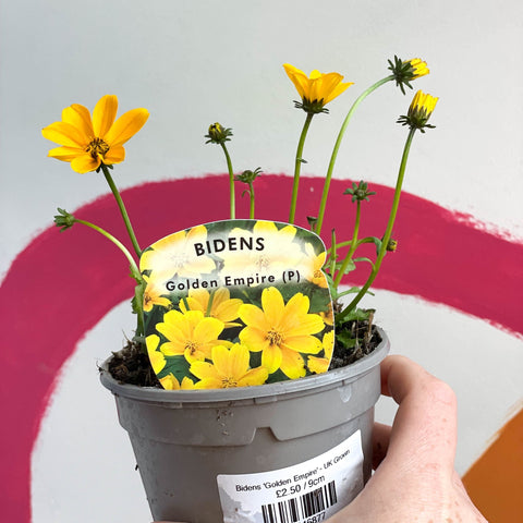 Bidens 'Golden Empire' - UK Grown - Sprouts of Bristol