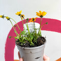 Bidens 'Golden Empire' - UK Grown - Sprouts of Bristol