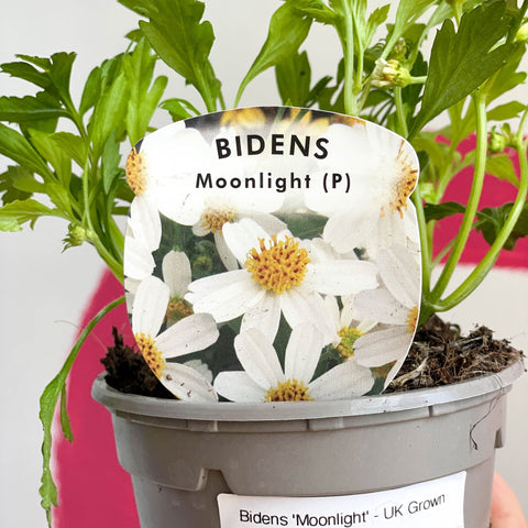 Bidens 'Moonlight' - UK Grown - Sprouts of Bristol