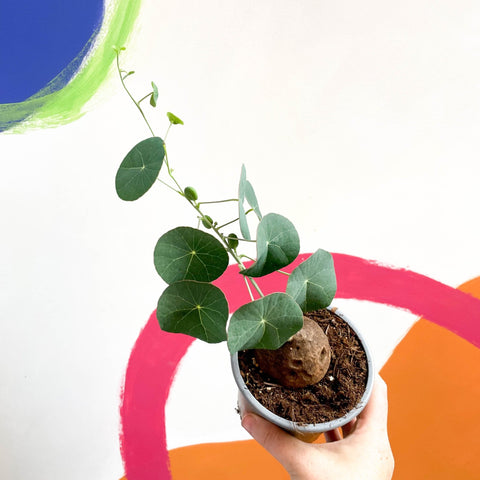 Binh Voi - Stephania pierrei ‘Erecta’ - Sprouts of Bristol