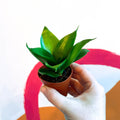 Bird's Nest Snake Plant - Sansevieria trifasciata 'Jade' - Sprouts of Bristol