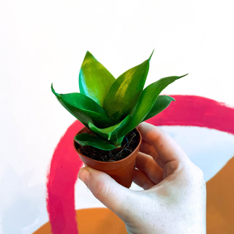 Bird's Nest Snake Plant - Sansevieria trifasciata 'Jade' - Sprouts of Bristol