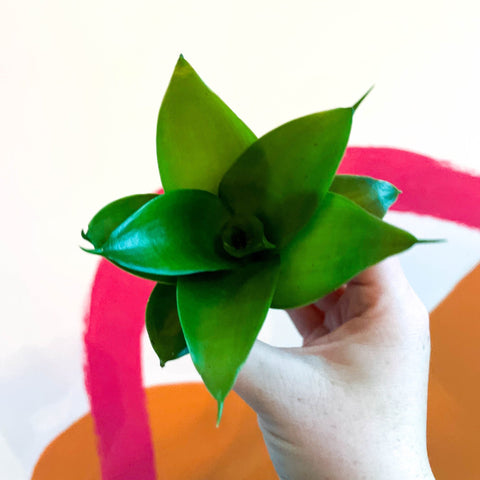 Bird's Nest Snake Plant - Sansevieria trifasciata 'Jade' - Sprouts of Bristol