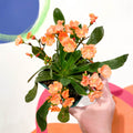 Bitter Root - Lewisia cotyledon 'Ashwood Strain' - Cotswold Grown Perennial - Sprouts of Bristol
