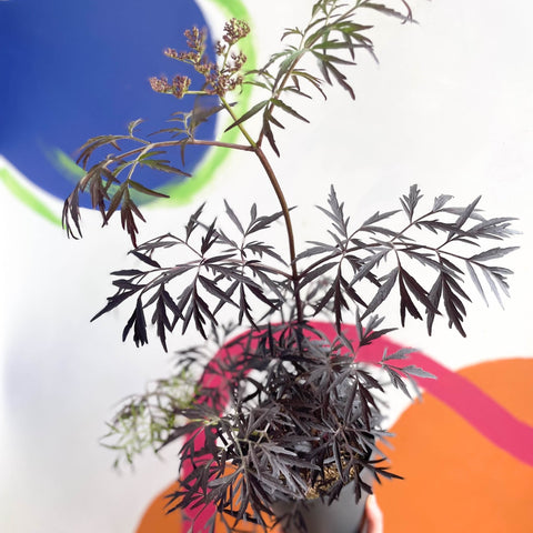 Black Elder - Sambucus nigra 'Black Lace' - Deciduous Shrub - Sprouts of Bristol