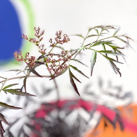 Black Elder - Sambucus nigra 'Black Lace' - Deciduous Shrub - Sprouts of Bristol