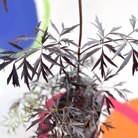 Black Elder - Sambucus nigra 'Black Lace' - Deciduous Shrub - Sprouts of Bristol