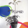 Black Elder - Sambucus nigra 'Black Lace' - Deciduous Shrub - Sprouts of Bristol
