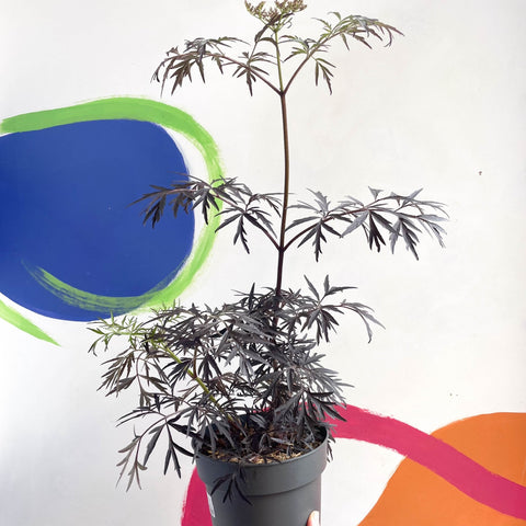 Black Elder - Sambucus nigra 'Black Lace' - Deciduous Shrub - Sprouts of Bristol