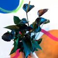Black Flamingo Flower - Anthurium 'Black Love' - Sprouts of Bristol
