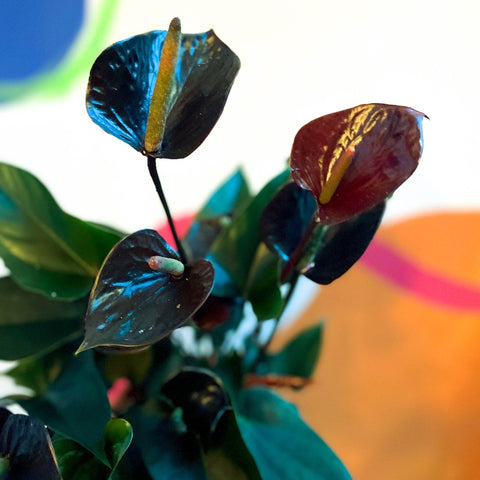 Black Flamingo Flower - Anthurium 'Black Love' - Sprouts of Bristol