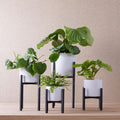 Black Metal Plant Stand - Sprouts of Bristol