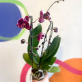 Black Moth Orchid - Phalaenopsis 'Black Mambo' - Sprouts of Bristol