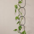 Black Support for Climbing Plants - Sprouts of Bristol