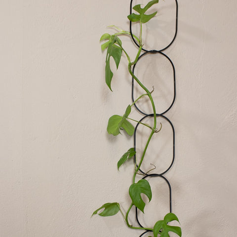 Black Support for Climbing Plants - Sprouts of Bristol