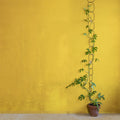 Black Support for Climbing Plants - Sprouts of Bristol