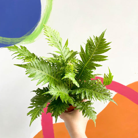 Blechnum gibbum 'Silver Lady' - Sprouts of Bristol