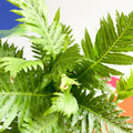 Blechnum gibbum 'Silver Lady' - Sprouts of Bristol