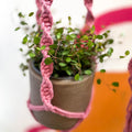 Blossom Pink Macrame Plant Hanger - Sprouts of Bristol