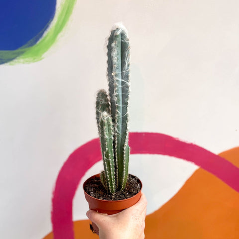 Blue Columnar Cactus - Pilosocereus pachycladus - Sprouts of Bristol