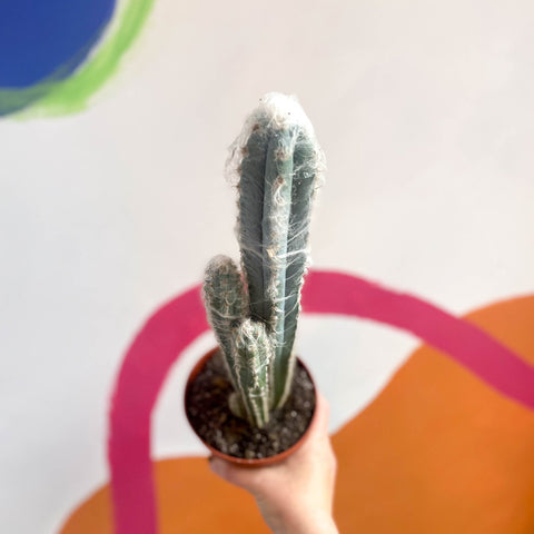 Blue Columnar Cactus - Pilosocereus pachycladus - Sprouts of Bristol