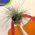 Blue Fescue Grass - Festuca ovina 'Glauca' - Sprouts of Bristol