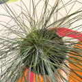 Blue Fescue Grass - Festuca ovina 'Glauca' - Sprouts of Bristol