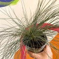 Blue Fescue Grass - Festuca ovina 'Glauca' - Sprouts of Bristol