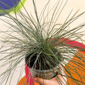 Blue Fescue Grass - Festuca ovina 'Glauca' - Sprouts of Bristol