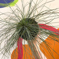 Blue Fescue Grass - Festuca ovina 'Glauca' - Sprouts of Bristol