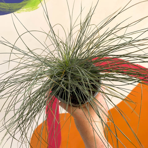 Blue Fescue Grass - Festuca ovina 'Glauca' - Sprouts of Bristol