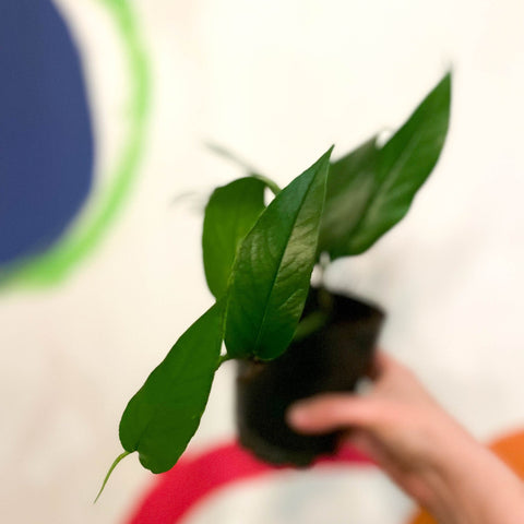 Blue Form Pothos - Epipremnum pinnatum - Sprouts of Bristol