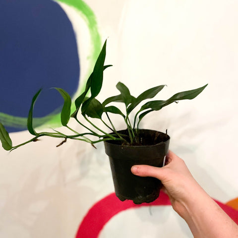 Blue Form Pothos - Epipremnum pinnatum - Sprouts of Bristol