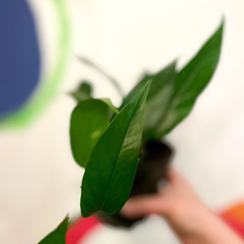 Blue Form Pothos - Epipremnum pinnatum - Sprouts of Bristol