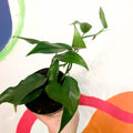 Blue Form Pothos - Epipremnum pinnatum - Sprouts of Bristol