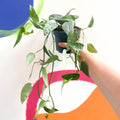 Blue Pothos - Epipremnum pinnatum ‘Cebu Blue’ - Sprouts of Bristol